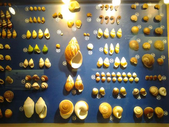 Музей морских раковин на Пхукете 