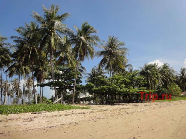 Пляж рядом с отелем Centra Coconut Beach Resort 