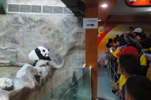 Панды в зоопарке Чианг Май