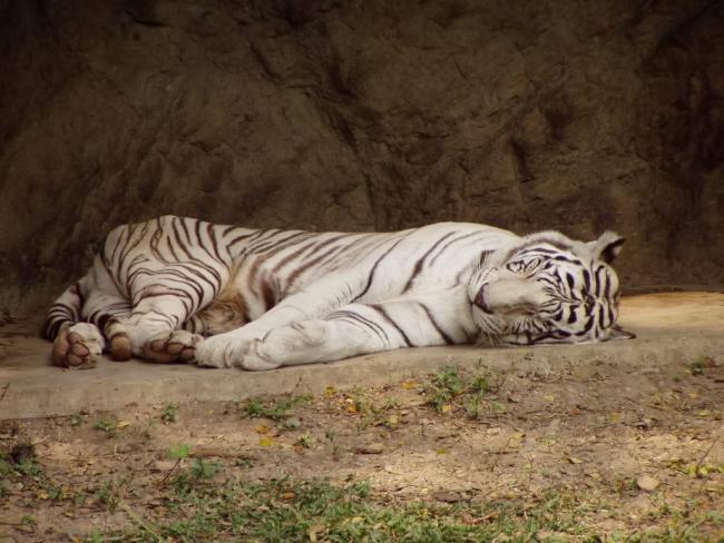 Белый бенгальский тигра