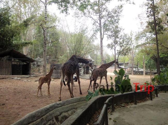 Зоопарк Чианг Мая