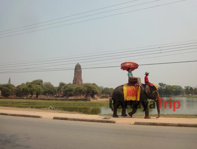 Слоны - экзотический транспорт в Аюттайе