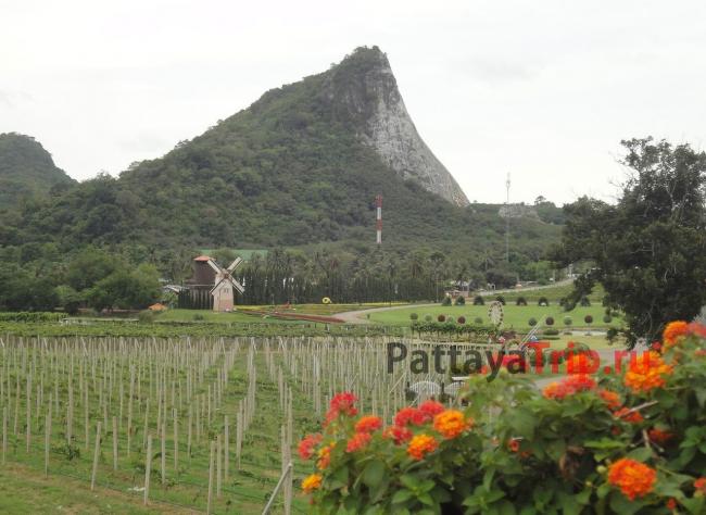 Виноградник Силвер Лейк на фоне горы Кхао Чи Чан