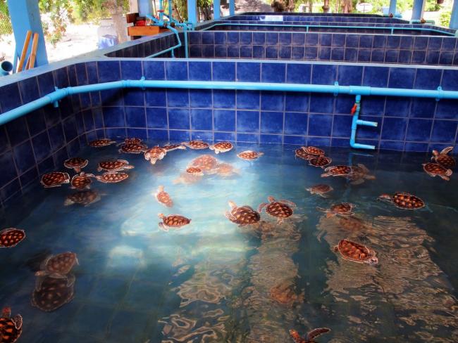 Бассейны с черепахами