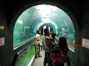 Стеклянный туннель в Аквариуме Пхукета