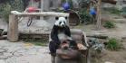 Панды в зоопарке Чианг Май